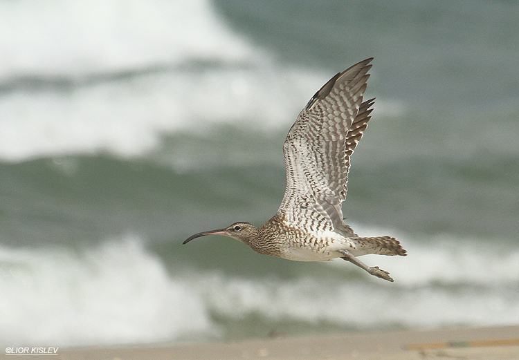  Whimbrel  Numenius phaeopus  ,Maagan Michael,10-09-12,Lior Kislev